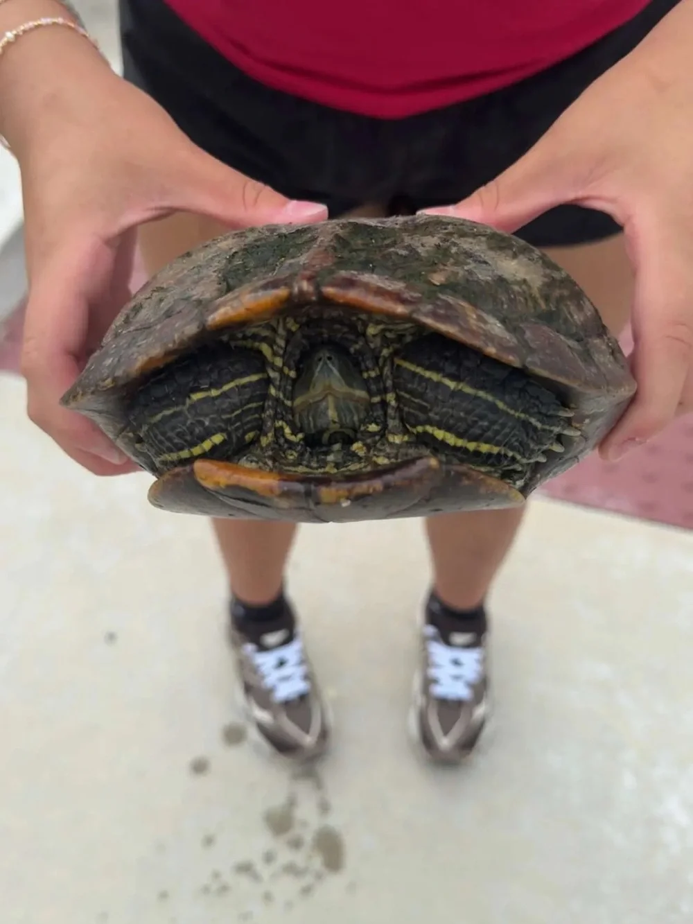 Wildlife Pet Turtle - Natural Brown and Yellow Shell
